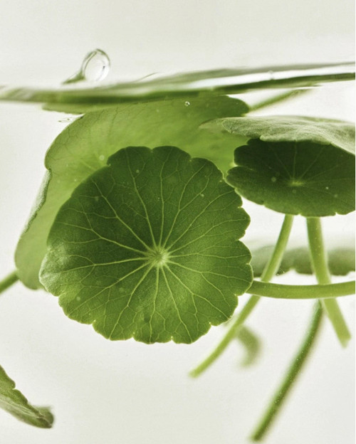 Beauty of Joseon Light On Serum: Centella + Vita C sukinnaturals sukinnaturals.com.au